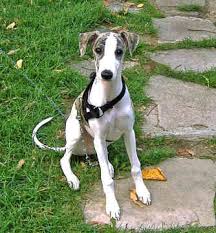Whippets