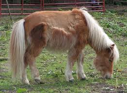 Image Shetland pony moult1 jpg