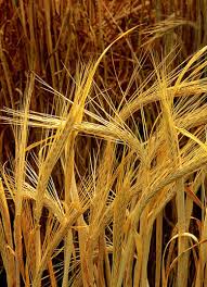 Barley ranks fourth in quantity