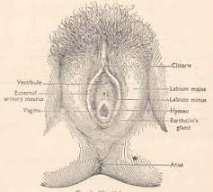 Female Anatomy