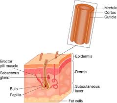 Human hair is formed by rapid