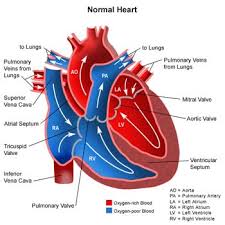Heart diseases