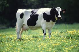 Milk- dairy cow