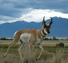 The pronghorn is the fastest mammal 