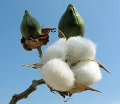 organic cotton jpg