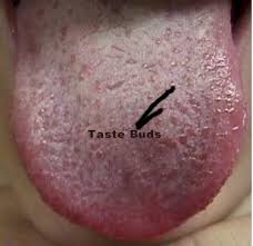 Taste Buds 101 Click images for