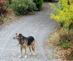 He has been our house dog for many