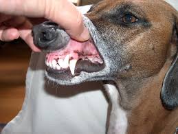Image Azawakh K9 jpg