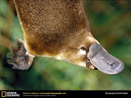 Platypus Picture, Platypus Desktop