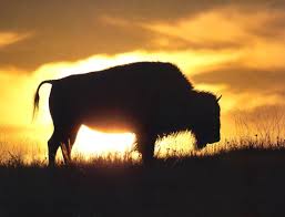 The American Buffalo have played an