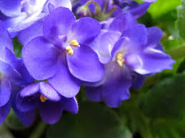 with these violets?