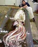 File photo of a giant squid