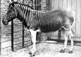 Quagga The public domain images