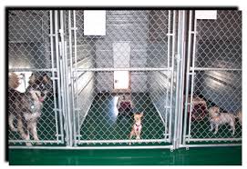Inside Kennel