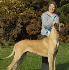 Great Dane puppies are for sale in