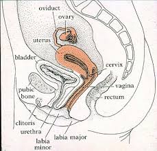 Female Anatomy and Histology