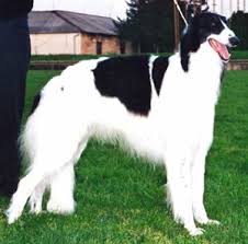 Borzoi puppies for sale