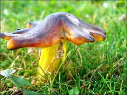 Autumn Fungi