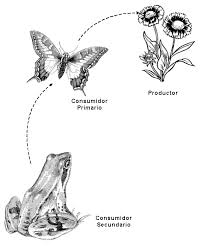 http://www.proyectosalonhogar.com/Ciencias/cadena.gif