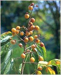 http://www.traderscity.com/board/userpix17/16945-soapnut-shells-sapindus-mukorossi-organic-soapnuts-1.jpg