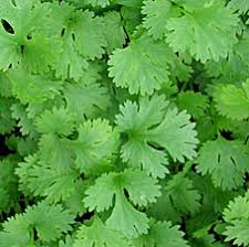 Coriander