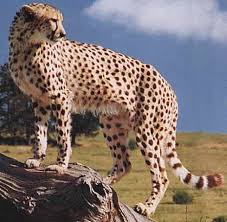  cheetah is the fastest animal on 