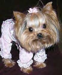 We are experts in small dog and toy