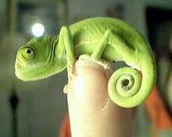 Green cute lizard pet