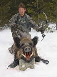 HUNTING WILD BOAR GERMAN HOGS PIGS