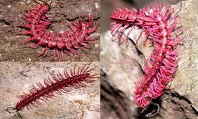 BRT-Millipede-Earthworm Project.