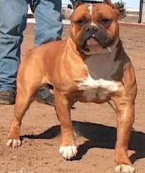 Boerboel puppies for sale