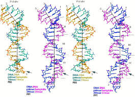 The 19mer DNA and 31mer RNA