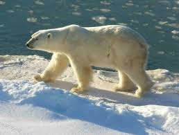 Polar Bears And Climate Change