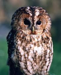 This is the most common owl in