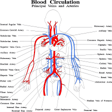 Human Body Atlas Medical View New
