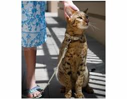 It�s Ashera, a mix breed of Asian