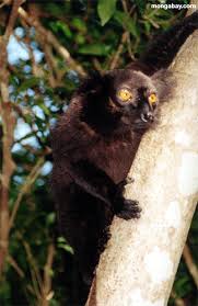 Male Black Lemur