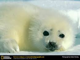 Image Harp <b>Seal</b> Picture, Harp <b>Seal</b> Picture