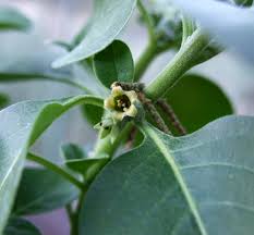 Botanical Name: Withania somnifera