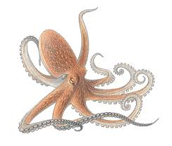 octopus. If you�ve been watching the 