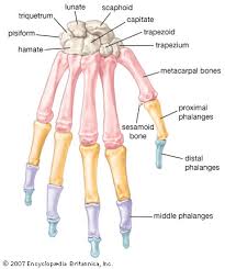  metacarpal bones (bones of the 