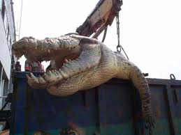 New Orleans Crocodile Hoax Image 3
