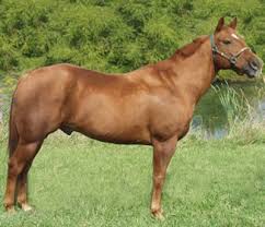 American Quarter Horse