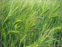 Further information on Barley