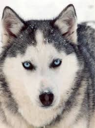 Siberian Husky Siberian Husky