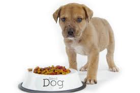 Pick the Best Dog Food