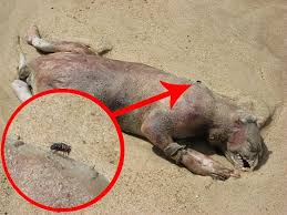 MONTAUK CREATURE (REALITY