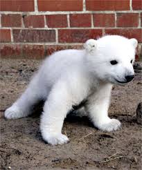 Almost Can t Bear It