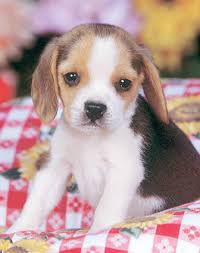Beagle Pup Art Print by Ron Kimball