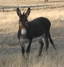 We also have some miniature donkey